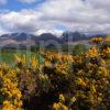 Spring View Of Ben Nevis