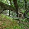 Fallen Tree Pine Forest