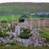 Black Highland Cow On Rocks Islay