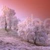 Winter Trees