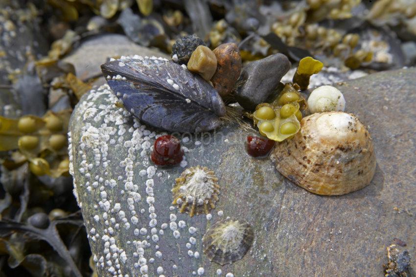 Mussles Etc On Rocks