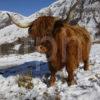 Highland Cow Winter Glen Nevis