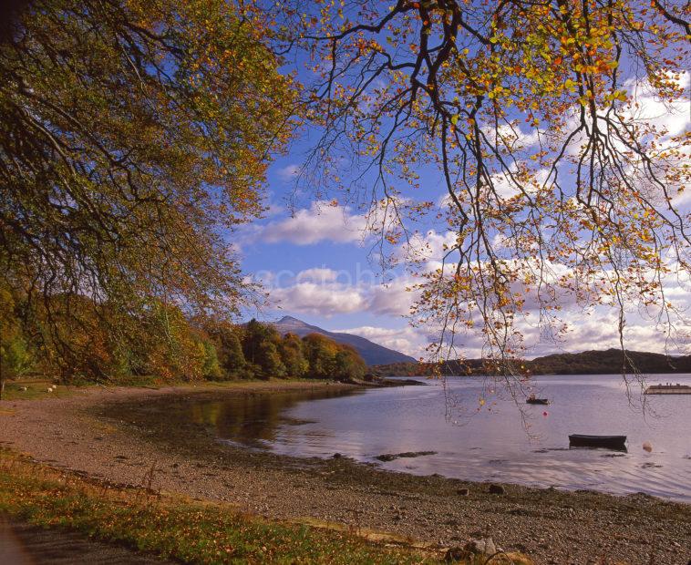 Lovely Autumn View From The Shore Of Loch Etive Towards The Distant Ben Cruachan Argyll