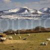 Sheep Feeding Kintyre With Arran