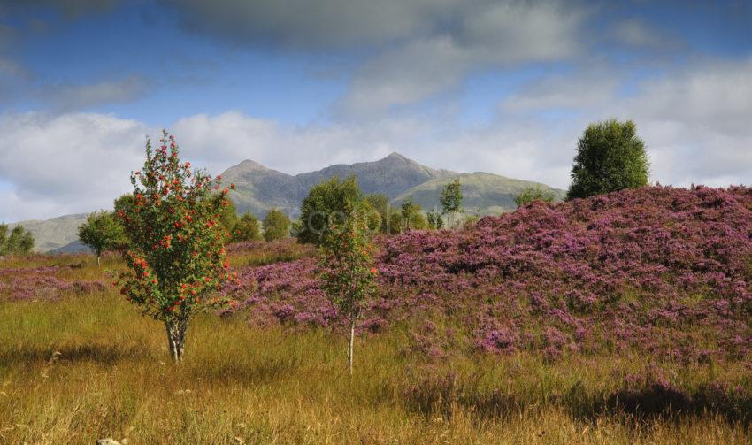 Heather And Cruachan