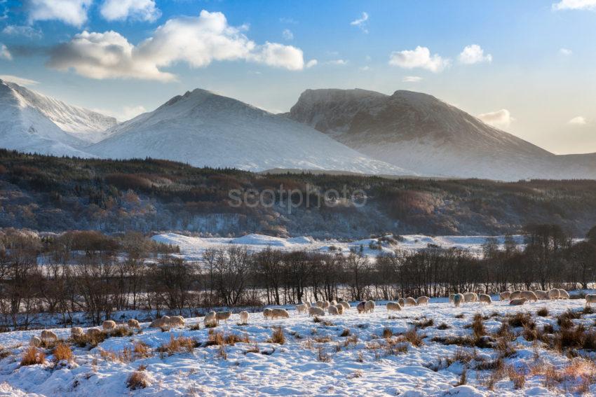 Ben Nevis Winter With Sheep