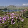 Springtime Loch Katrine