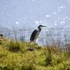 WY3Q0292 Heron On The Shore Loch Spelve Mull