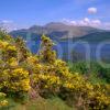 Spring Loch Lomond