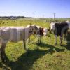 Cows Countryside And Wind Turbines Gigha