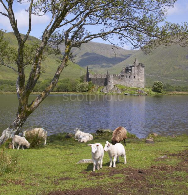 712 Kilchurn With Sheep And Lambs Jpg