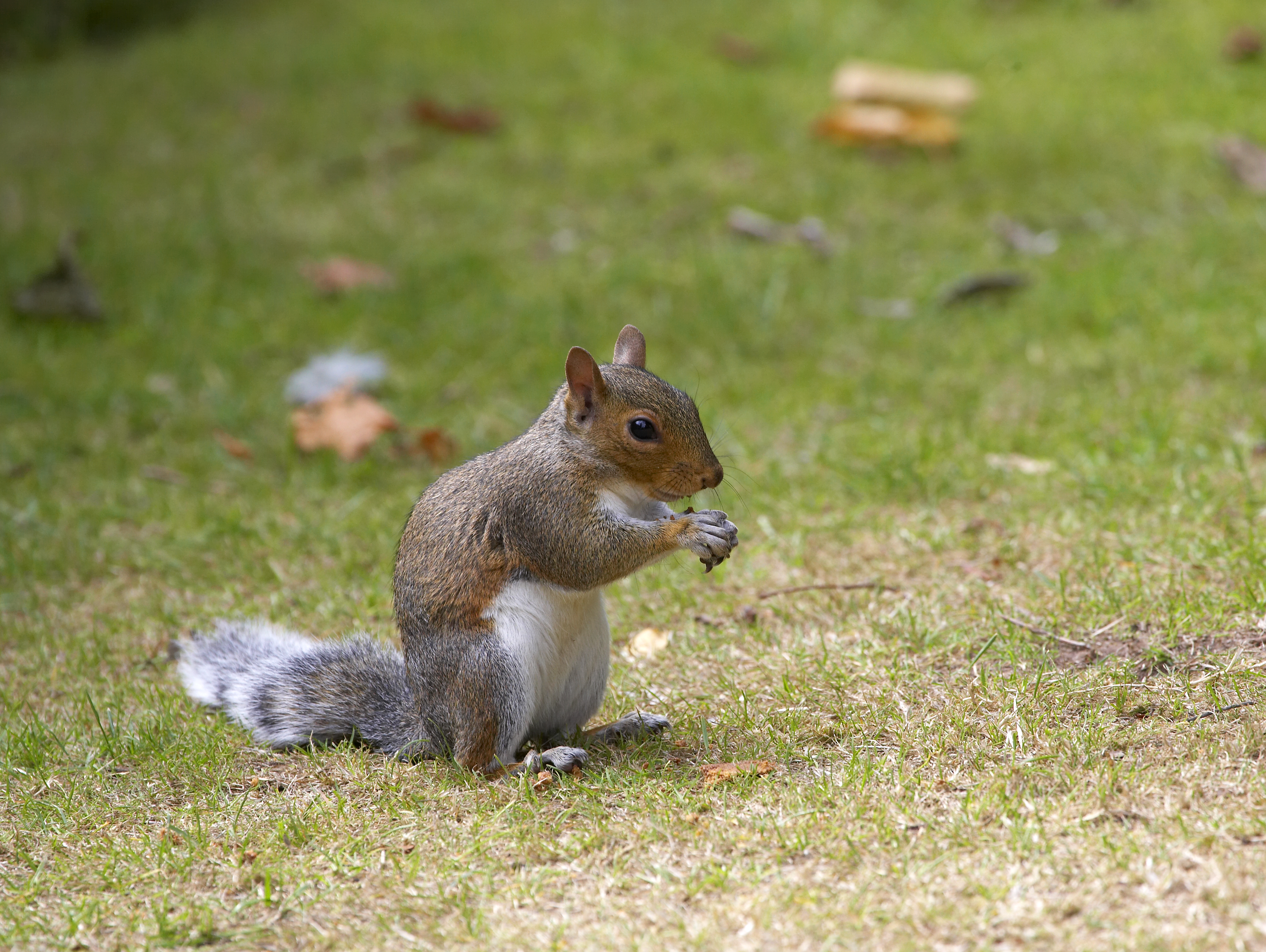 Chester the squirrel