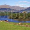 Horses On Shore Of Loch Awe With Ben Cruachan