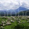 Gathering The Sheep Near Staffin Trotternish Skye