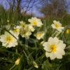 Close Up First Primroses Of 09 Season