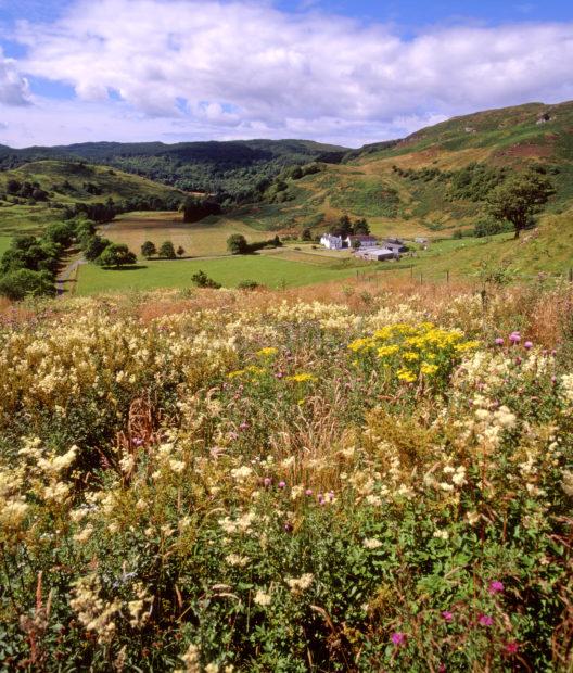 Wild Flowers In An Argyll Glen