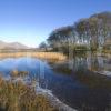 WY3Q6345 Winter Reeds Loch Awe