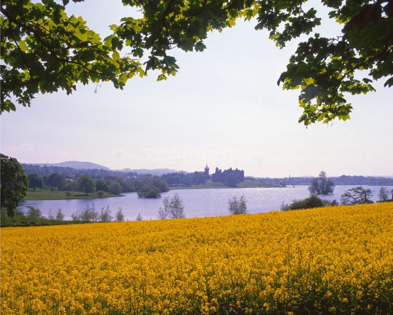 A Peaceful Spring Scene Towards Linlithgow Palace Across Colourful Fields Of Rapeseed West Lothian Central Scotland