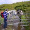 Hiker With Horses Isle Of Kerrea