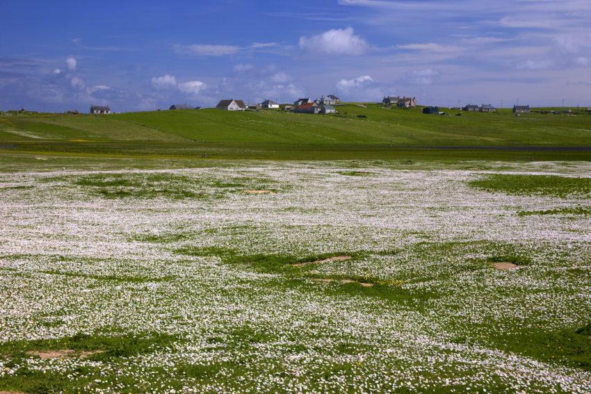 Scattered Community Nr Port Of Ness Butt Of Lewis