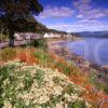 LATE SUMMER IN TIGHNABRUAICH