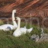 Swan And Signets On Quay At Corrie Arran