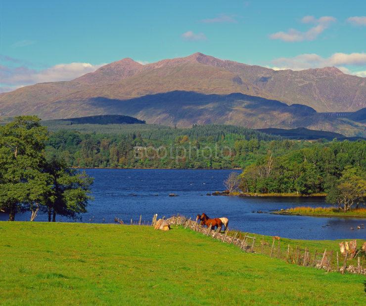 Late Summer View Across Loch Awe From East Argyll 1