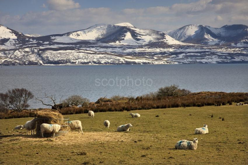 Sheep Feeding Kintyre With Arran