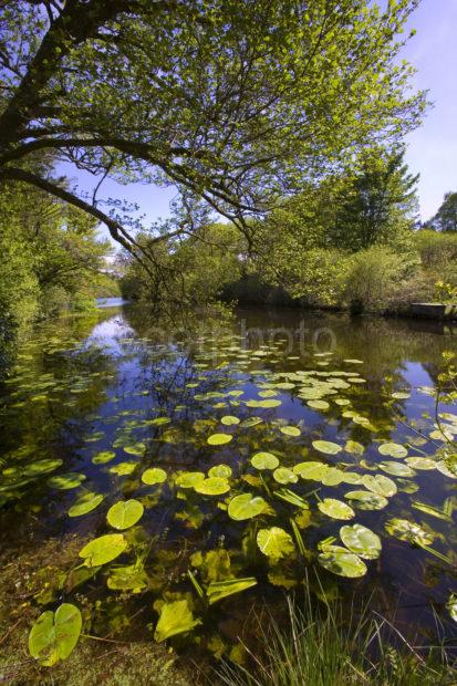 Lochan Aros Park Isle Of Mull