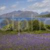 I5D4791 Bluebells On Shore At North Ballachulish With Morvern Hills