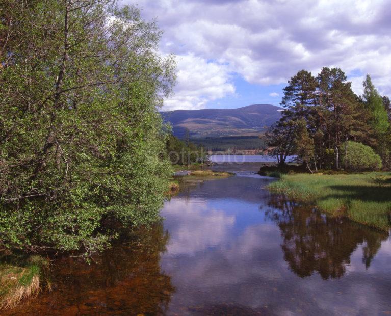 Summer Scene Near Aviemore With Cairngorms