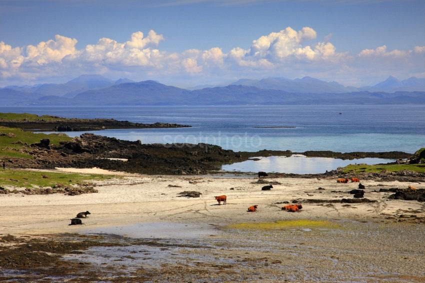 Cows On The Beach On EIGG