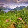 Summer View Above Loch Leven Towards The Pap Of Glencoe From Glenachullish Forest Walk West Highlands