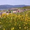 I5D0374 Beach Scene At Blackwarterfoot Island Of Arran