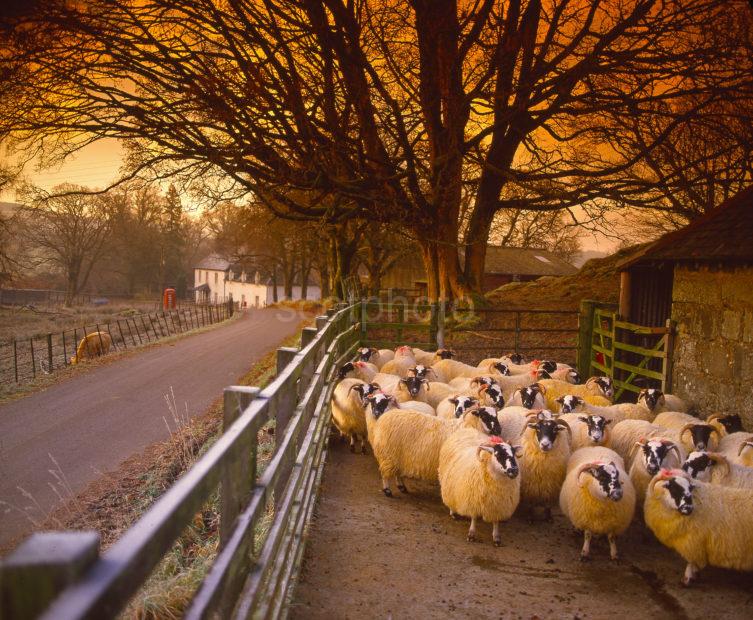 Penned Sheep In The Village Of Cladich On Loch Aweside Argyll