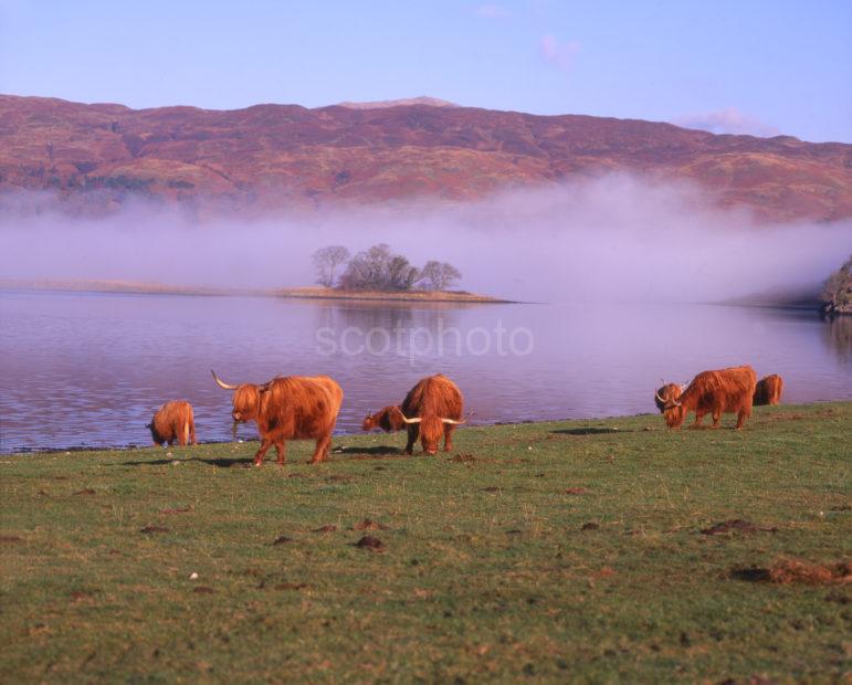 Highland Cows Loch Etive