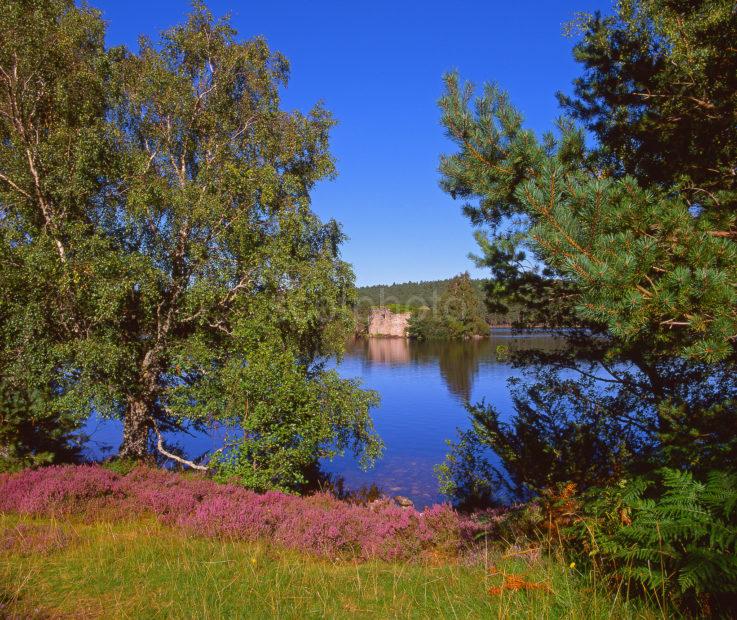 Heather Clad Shore Of Loch An Eilean Rothiemurchas Forest Badenoch Strathspey