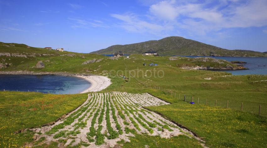 Lazy Beds And Beaches Vatersay