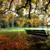 Swing Seat Under Oak