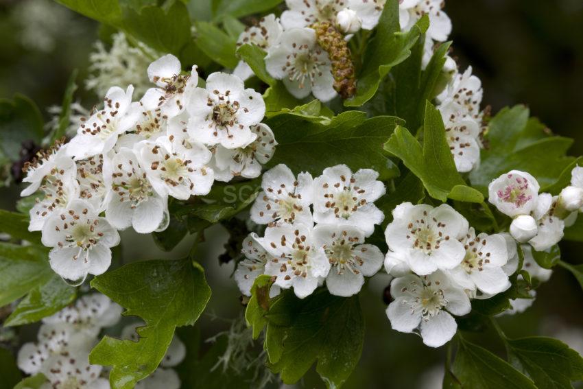 Hawthorn Blossom