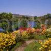 Lovely Spring Flowers On Loch Etive With Yacht And Ben Lora Argyll