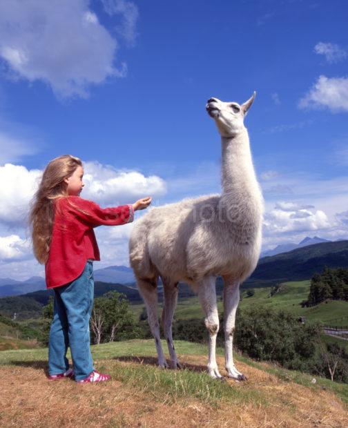 Visitor At Scottish Wild Life Park With Lama Argyll