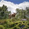 WY3Q9911 Highland Cow In Rugged Scenery Scottish Islands
