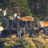 Group Of Deer At Black Mount Loch Tulla