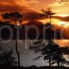 Sunset Through Pines On Loch Quoich Knoydart West Highlands