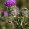 I5D8563 Scots Thistle Loch Etiveside