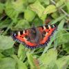 Small Tortoiseshell Butterfly Ground Vegetation