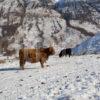 Highland Cows In Glen Nevis