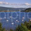 Tobermory Bay With Yachts Mull