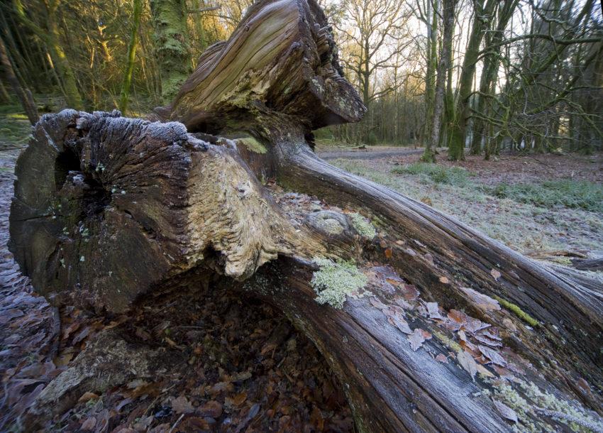 Fallen Tree Late Autumn